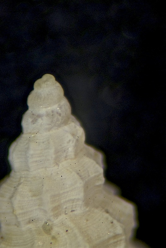 Microfossile 33